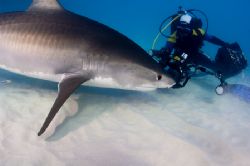 Photographer working with huge Tiger Shark by Karl Dietz 